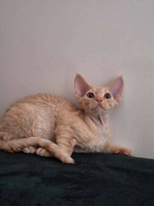Kot devon rex, rudy kocurek FPL, FIFE