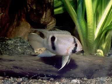 Akara z Maroni - Cleithracara maronii - dowozimy, wysyłamy