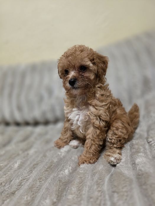 Do sprzedania  2 suczki pudelek toy