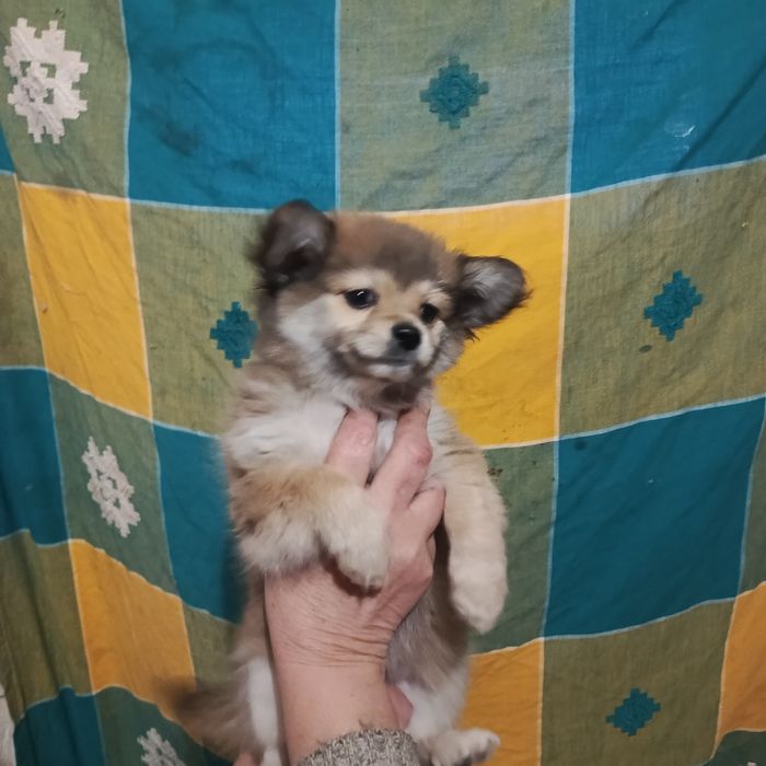 Девочка шпіц оранж