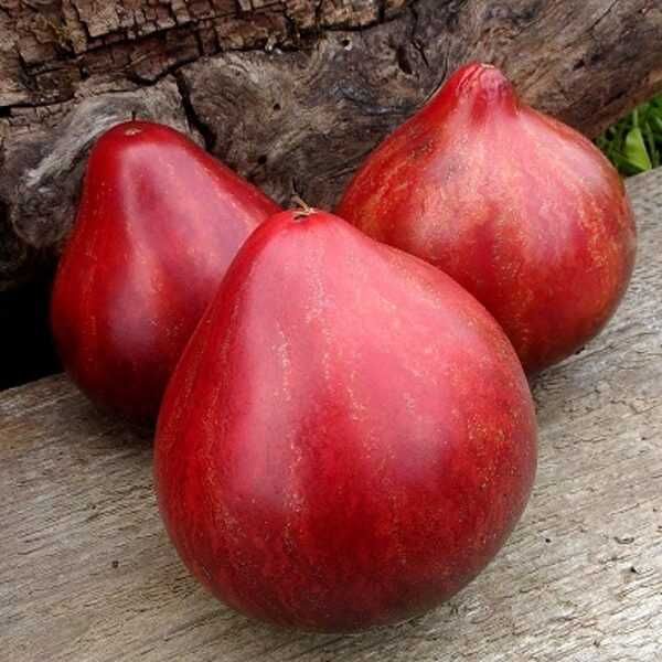 Nasiona pomidorów i inne 10 op