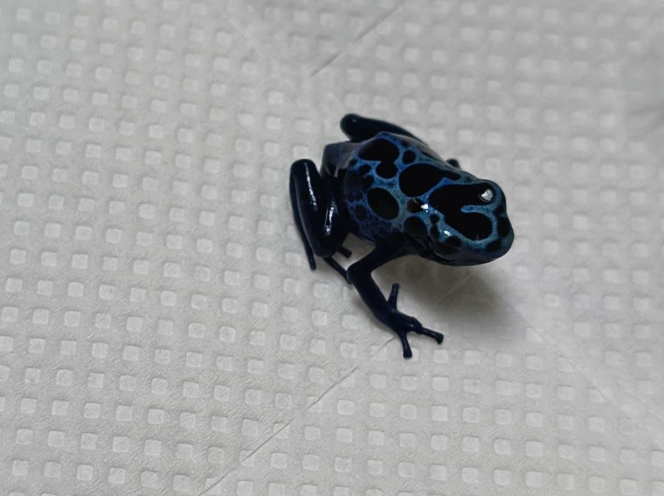 Dendrobates Tinctorius Azureus