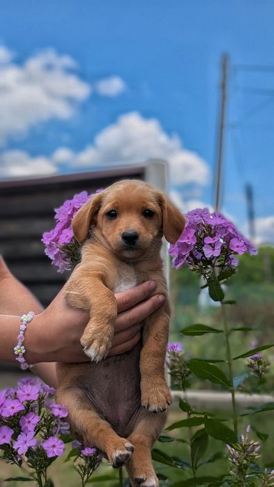 Віддамо в хороші руки цуценят