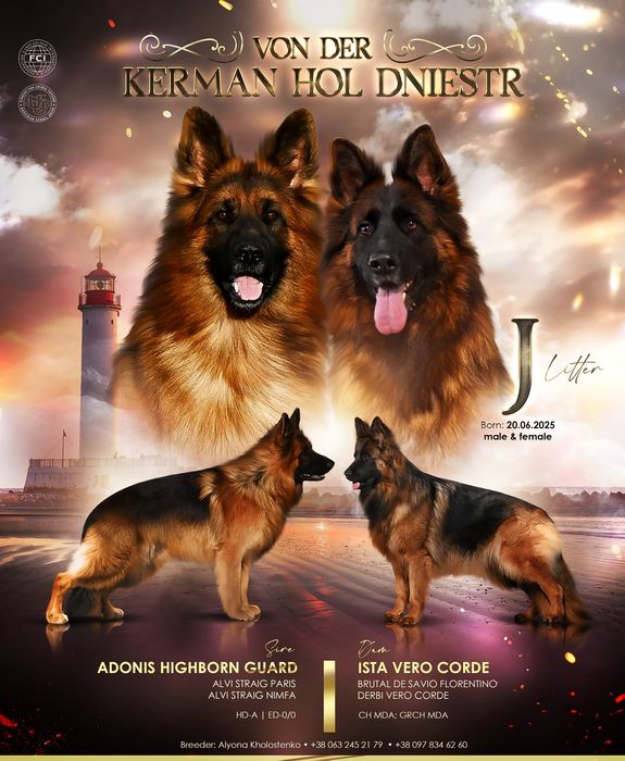 Довгошерстна німецька вівчарка