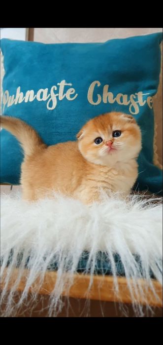 Золотий висловухий шотландський котик