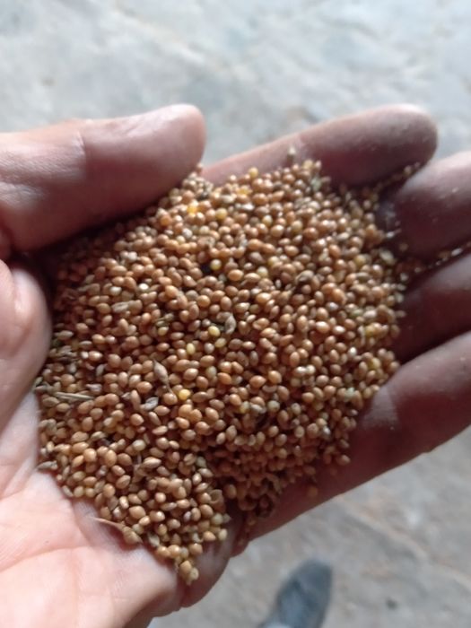 Sprzedam proso zbiur 2025