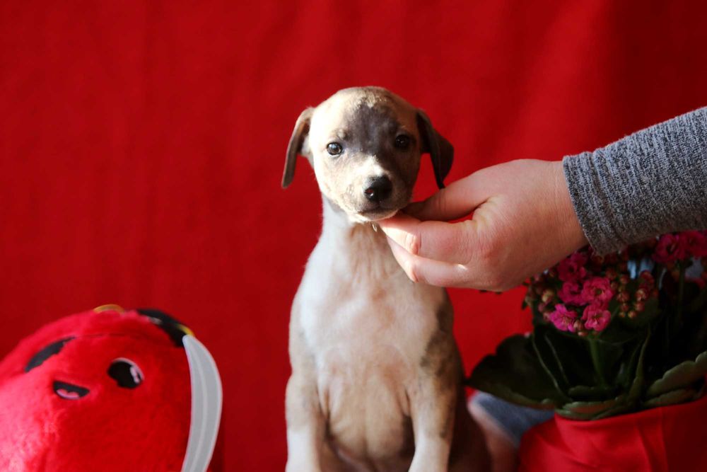 Whippet Chart angielski ZKwP/FCI niezwykłej urody piesek SID