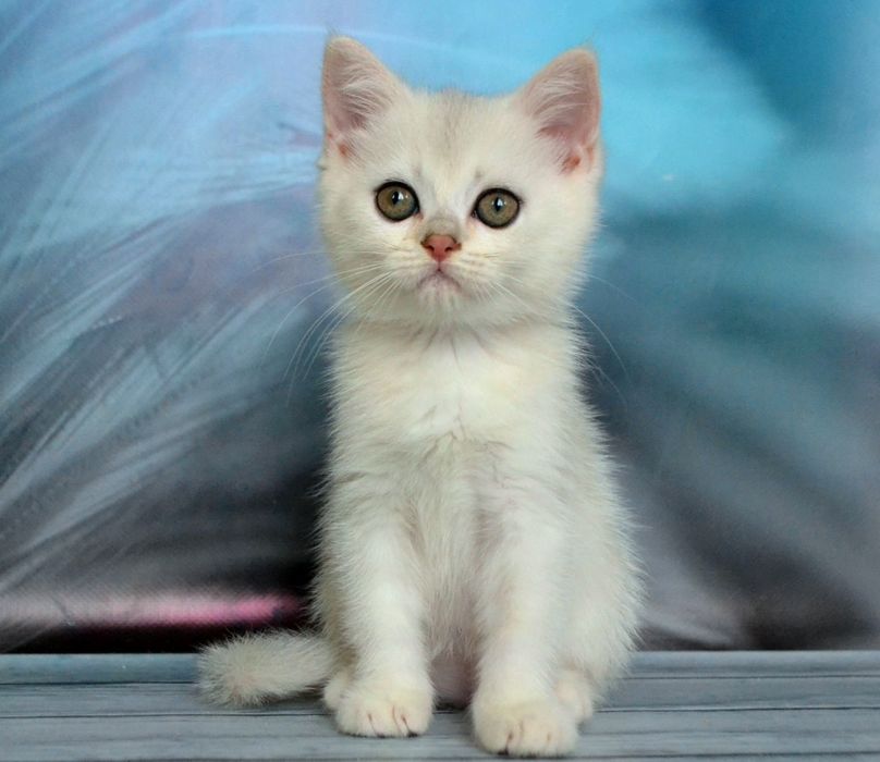 Розкішна дівчинка срібляста шиншила із зеленими очима.
Шубка