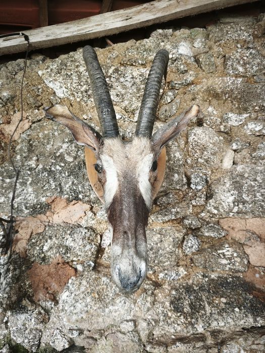 Cabeça de Antílope Africano