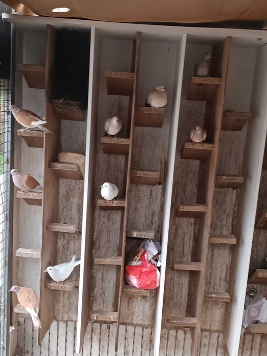 Rolas castanhas ,brancas e outras