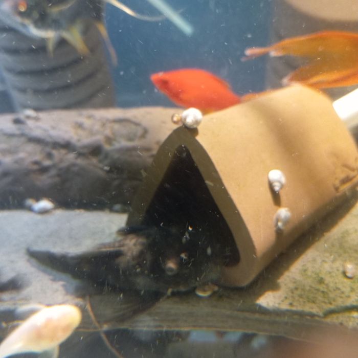 Grene dragon glonojad ancistrus