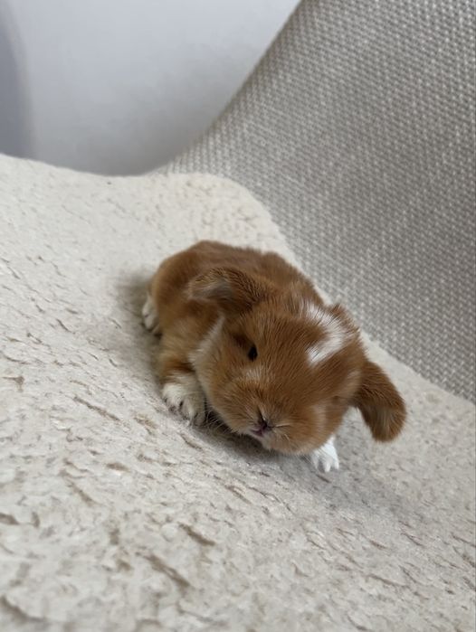 Karzełek Baranek/Mini Lop - Rodowód/Metryka Królik Króliki
