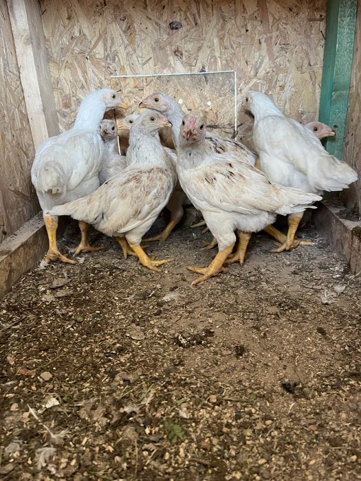 Продам когутів  13 місяці