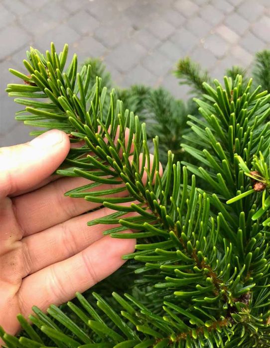 Pinheiro de Natal Natural | Entrega Grátis em Portugal