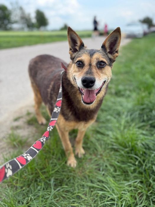 Nieśmiała Miranda poleca się do adopcji