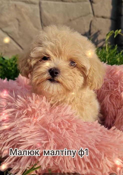 Малюк мальтіпу ф1.Суперовий хлопчик