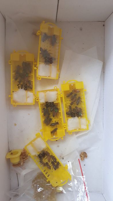 Зараз Бджоломатки пчеломатки  бакфаст италия кордован