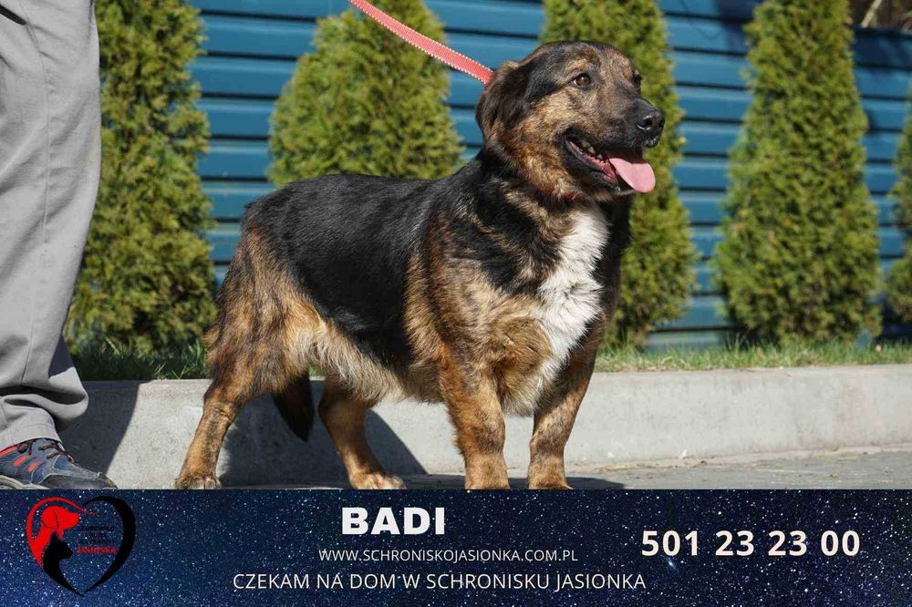BADI do adopcji – Schronisko Jasionka