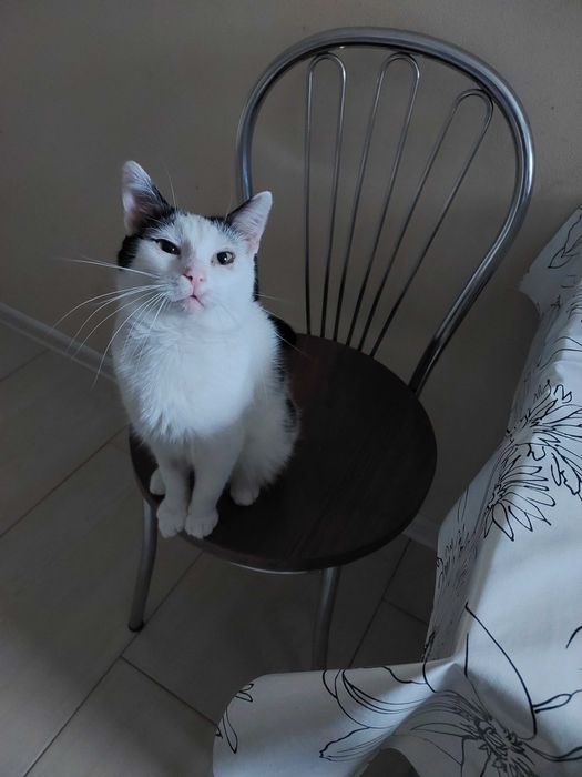 Oddam kota w dobre recę Kraków -Krowodrza