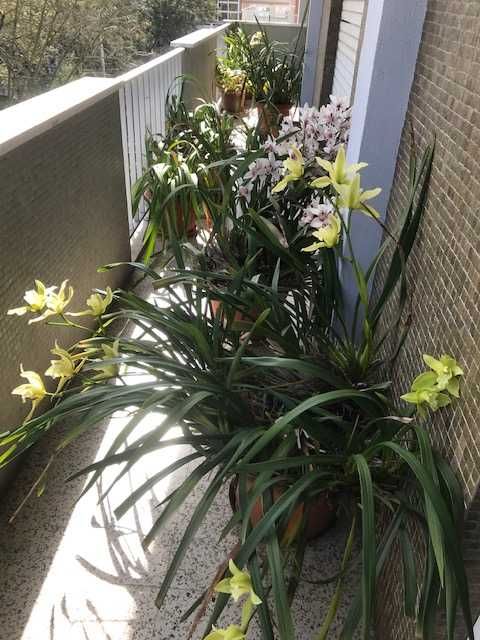 Orquídeas em flor nesta altura!