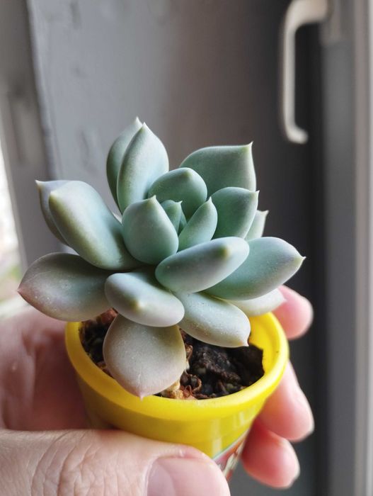 Эхеверия, суккулент