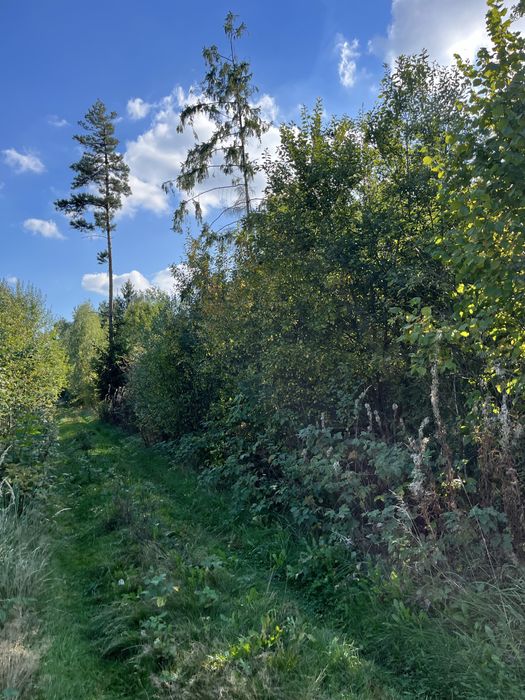 Działki leśne 3267 m² i 5883 m² – Smolugi, gm. Dziadkowice – 8 zł/m²