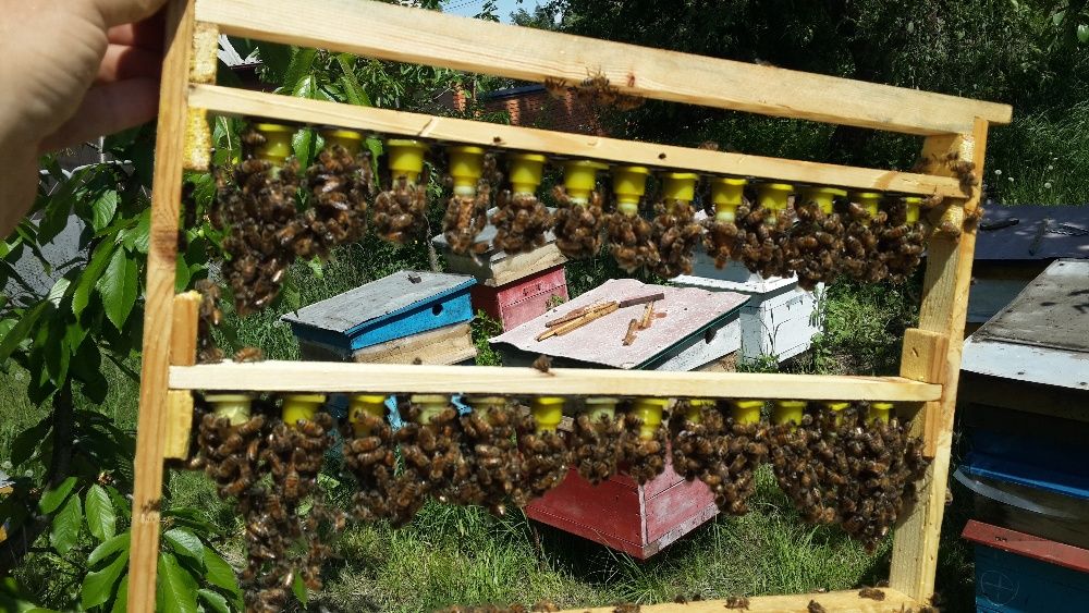 Матки Украінської степової породи