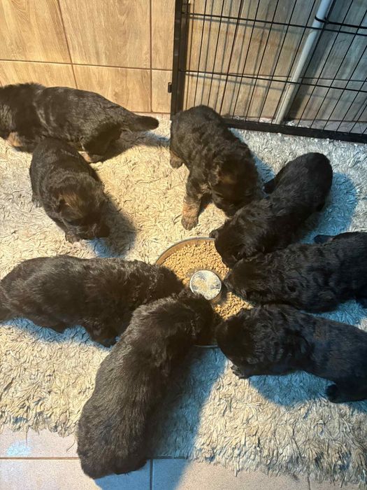 Owczarek niemiecki długowłosy