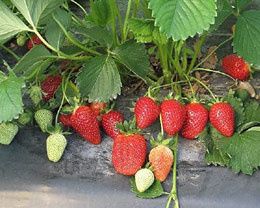 Клубника квики фото и описание Клубника квики фото и описание