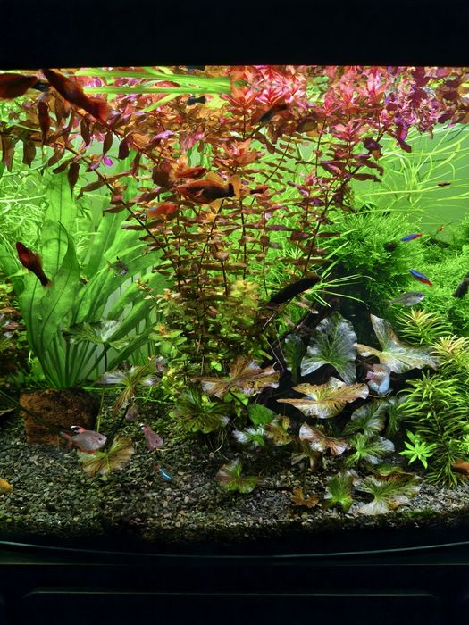 Roślina akwariowa Rotala Macrandra Wspaniała.