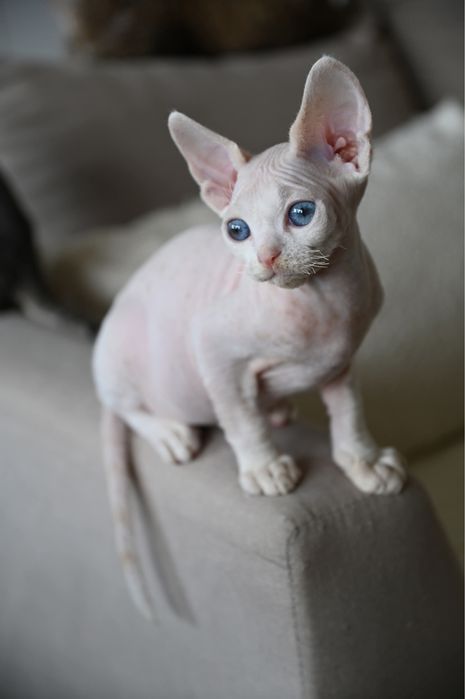 Kocurek Pixel Devon Rex