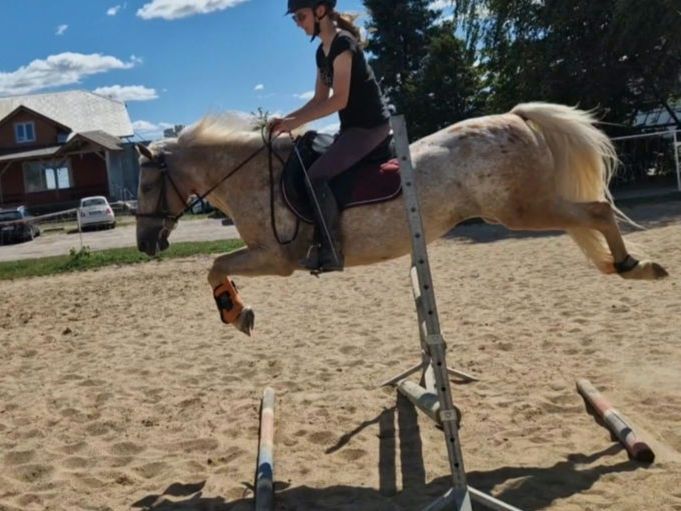 Irlandzki kucyk sportowy