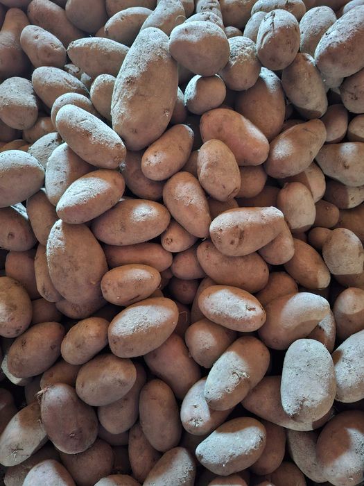 Ziemniaki jadalne Red Lady