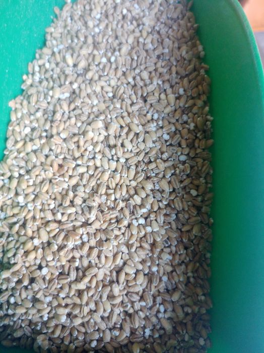 pszenica jęczmień jary, owies, kukurydza, mieszanki, śruta