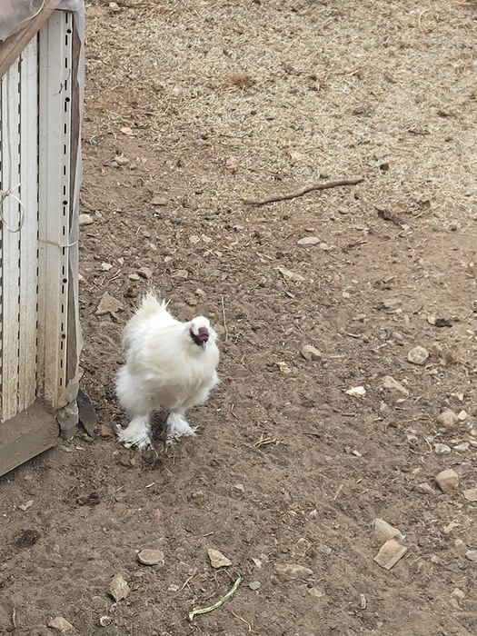 Macho sedoso do Japão