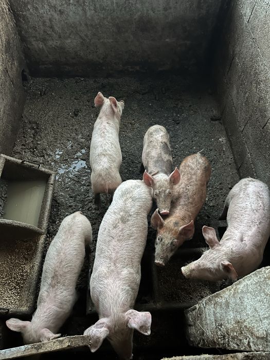 Vendo leitoes com 2 meses