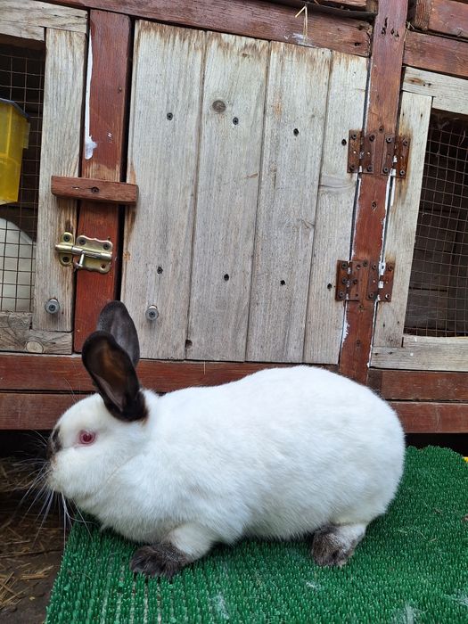 Samiczka Kalifornijska czarna rodowód