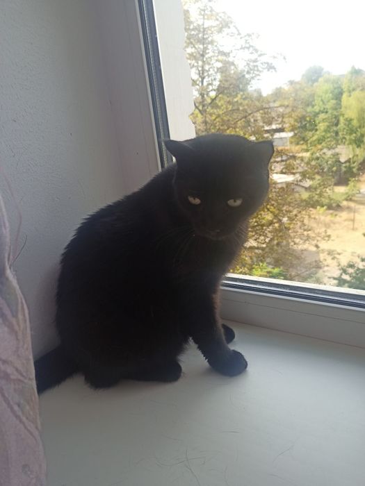 Отдам в добрые руки.