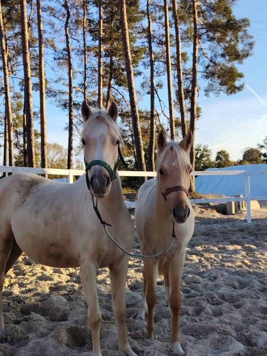 Sprzedam kuce walikskie