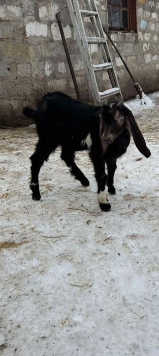 Продам  козенят % каморі