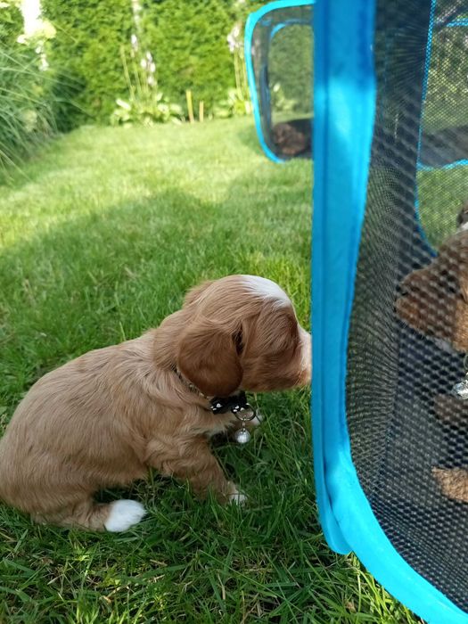 Maltipoo/Hawapoo f1 piękna dziewczynka