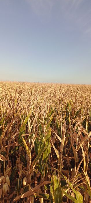 Продам агропідприємство МИКОЛАЇВСЬКА