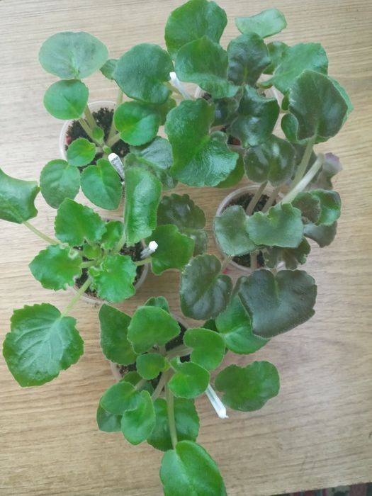 Фіалки сортові, набори