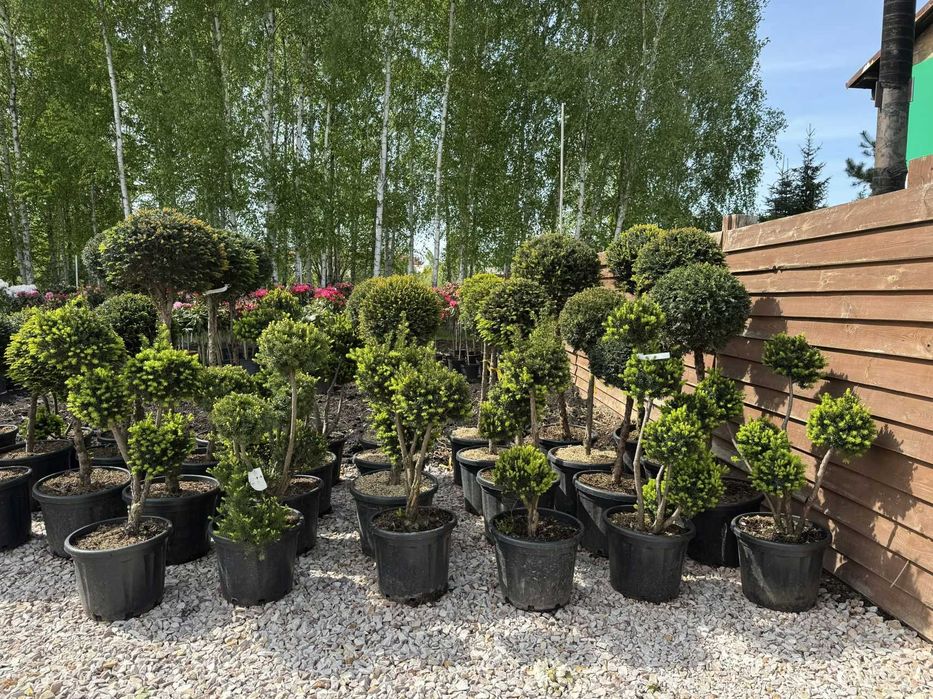 Taxus media, Cis pośredni, 80-140cm, forma pompon, bonsai