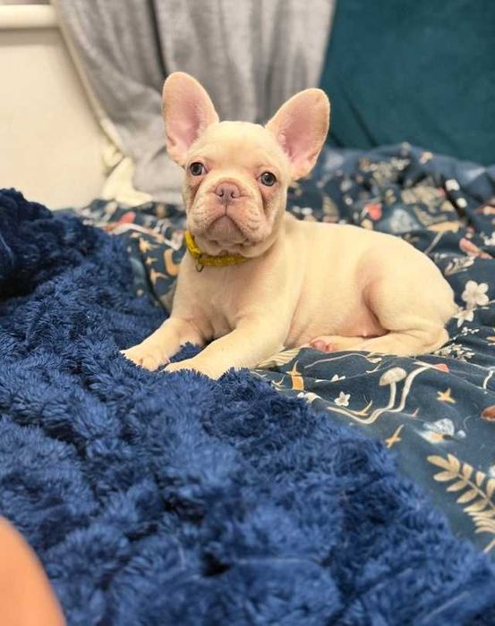 Кремова красуня з зеленими оченятами! Дівчинка французского бульдога!