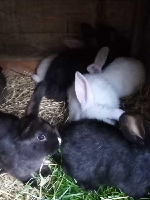 Króle  młode zdrowe