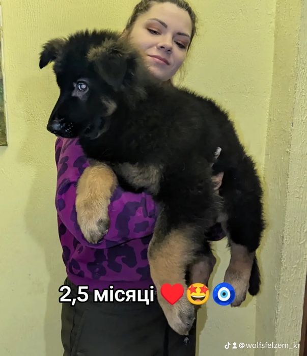 Щенок немецкой овчарки