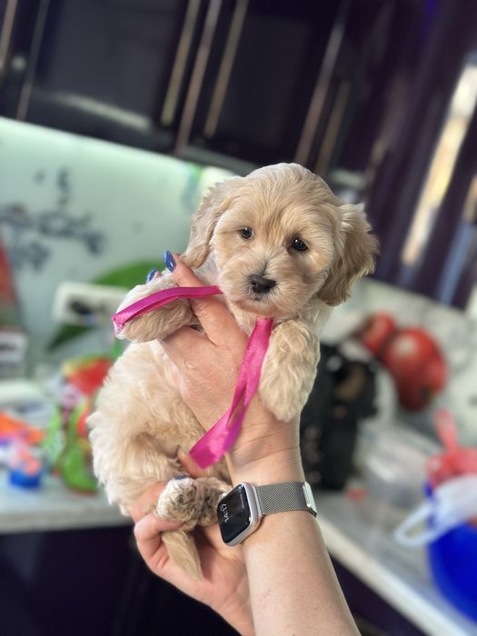 Мальтипу девочка 2.5 месяца