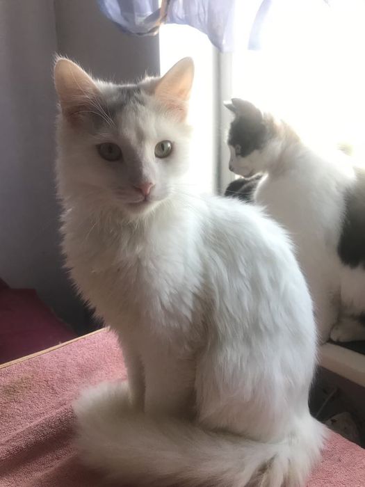 Кіт. Кошеня. Киця