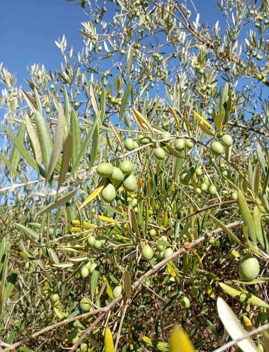 venda de azeite caseiro Trás os montes Carrazeda de Ansiães